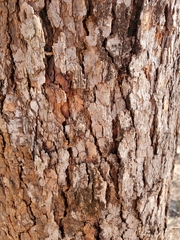 Corymbia gummifera