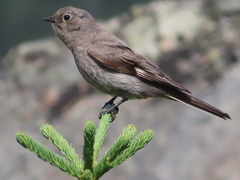 Myadestes townsendi