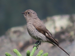 Myadestes townsendi