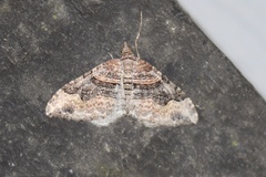 Xanthorhoe defensaria