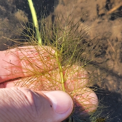 Myriophyllum