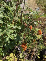 Sorbus scopulina