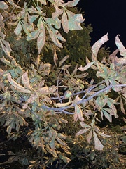 Aesculus hippocastanum