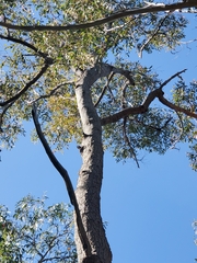 Corymbia gummifera