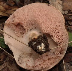 Fistulinella mollis