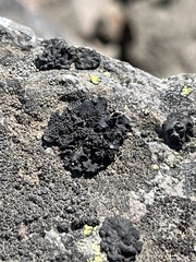 Lichinaceae
