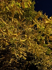 Aesculus hippocastanum