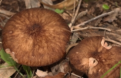 Pluteus