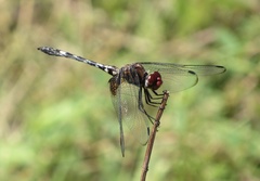 Dythemis fugax