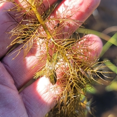 Myriophyllum
