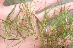 Zannichellia palustris