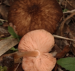 Pluteus
