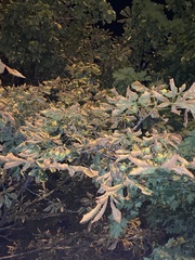 Aesculus hippocastanum