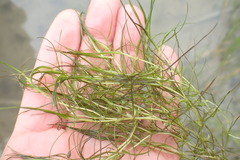 Zannichellia palustris