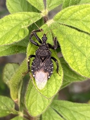 Apiomerus