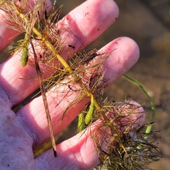 Myriophyllum