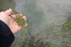 Zannichellia palustris