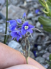 Veronica cusickii