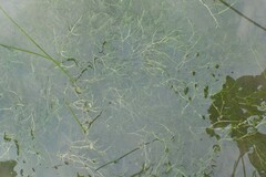 Zannichellia palustris