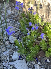 Veronica cusickii