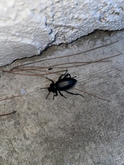 Tenebrionidae
