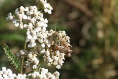 Melanoplus sanguinipes