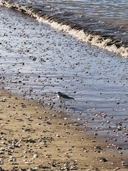 Charadrius obscurus aquilonius