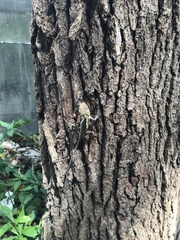 Diploderma swinhonis