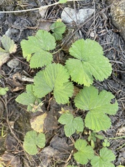Rubus lasiococcus
