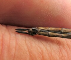 Somatochlora walshii