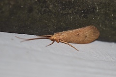 Onocosmoecus unicolor