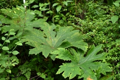 Psacalium peltatum