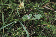Malva parviflora