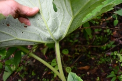 Psacalium peltatum