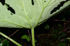 Psacalium peltatum