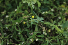 Trifolieae