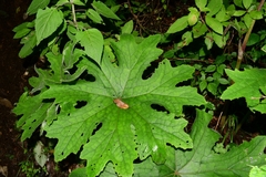Psacalium peltatum