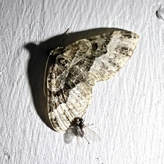 Euphyia intermediata