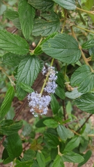 Ceanothus caeruleus