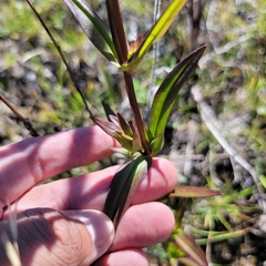 Gentianopsis