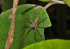 Neoctenus