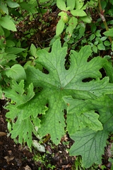 Psacalium peltatum