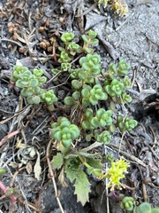 Sedum divergens