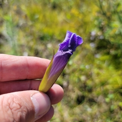 Gentianopsis