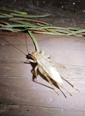 Hapithus saltator