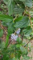 Ceanothus caeruleus