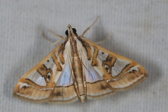 Glyphodes pyloalis