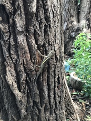 Diploderma swinhonis