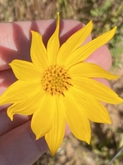Helianthus occidentalis