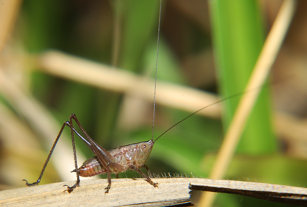 Conocephalus guartela